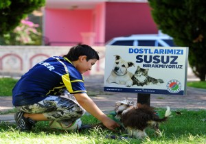 KEPEZ DEN SOKAK HAYVANLARI N SU STASYONLARI