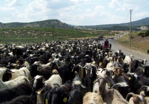 SERTFKALI OBAN KURSU BALIYOR